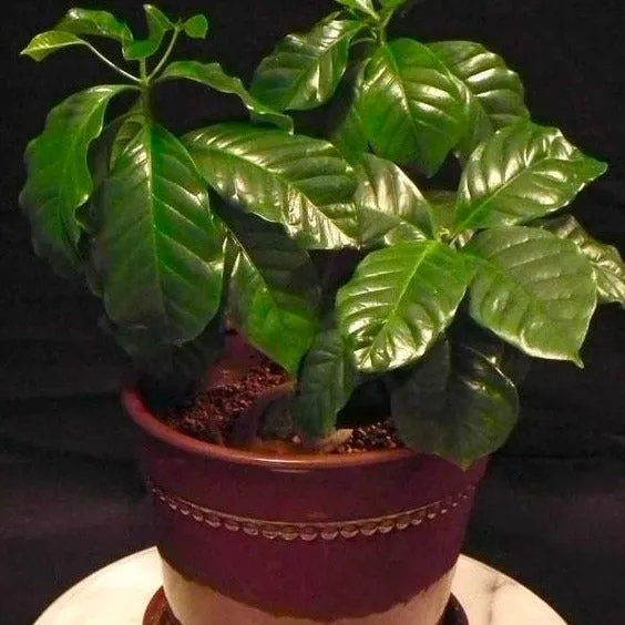 Arabica Coffee Plant