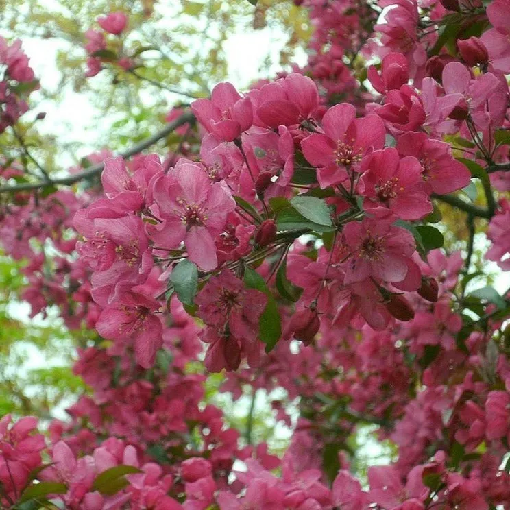 Profusion Crabapple Tree