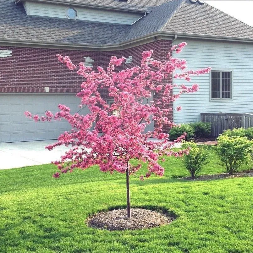 Profusion Crabapple Tree