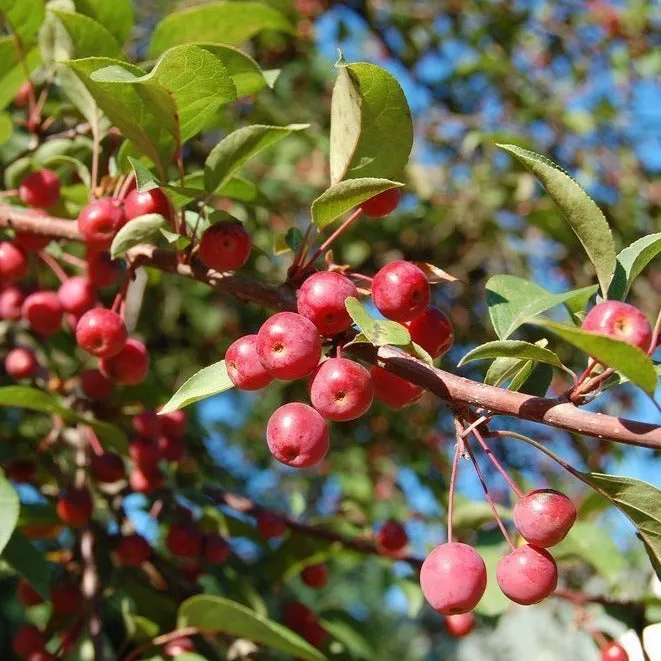 Profusion Crabapple Tree