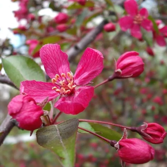 Profusion Crabapple Tree