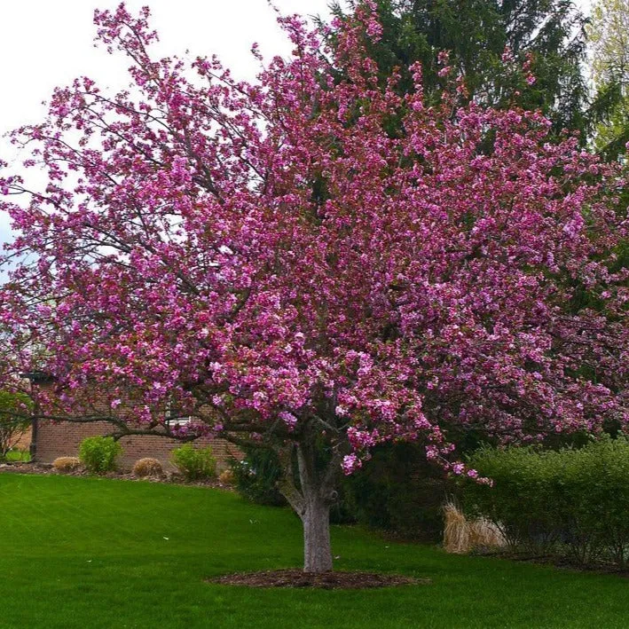 Profusion Crabapple Tree