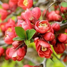 Red Flowering Quince